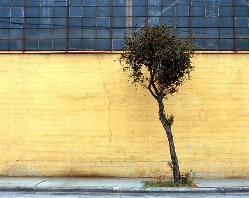 YellowBuildingandTree